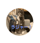 にゃんたろうですぅ（個別スタンプ：8）