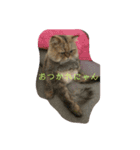 コメ家のむうちゃん。（個別スタンプ：6）