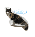 三毛猫ミナちゃん②（個別スタンプ：1）