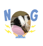 三毛猫ミナちゃん②（個別スタンプ：3）