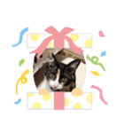 三毛猫ミナちゃん②（個別スタンプ：7）