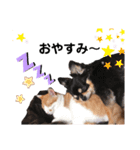 仲良し動物たちのすたんぷ（個別スタンプ：1）