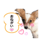 仲良し動物たちのすたんぷ（個別スタンプ：7）