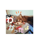 ココアといくら（個別スタンプ：1）