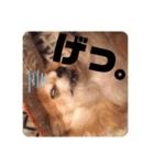 ココアといくら（個別スタンプ：6）