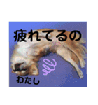 ココアといくら（個別スタンプ：12）