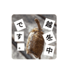 昆虫・爬虫類・両生類のスタンプ（個別スタンプ：1）