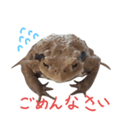 昆虫・爬虫類・両生類のスタンプ（個別スタンプ：6）