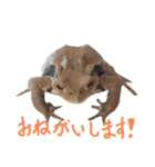 昆虫・爬虫類・両生類のスタンプ（個別スタンプ：7）