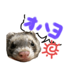 我が家のきーちゃん1（個別スタンプ：1）