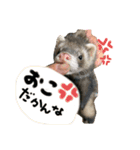 我が家のきーちゃん1（個別スタンプ：4）