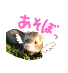 我が家のきーちゃん1（個別スタンプ：5）