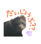 我が家のきーちゃん1（個別スタンプ：8）