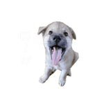ゴン太の毎日。（個別スタンプ：6）