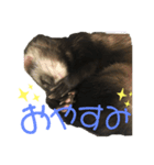 フェレットグルートくんティアちゃん（個別スタンプ：4）