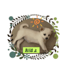 チワワ柴MIXのごあいさつスタンプ♡（個別スタンプ：1）
