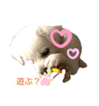 チワワ柴MIXのごあいさつスタンプ♡（個別スタンプ：3）