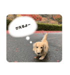 ディラン！！（個別スタンプ：7）
