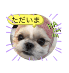 愛犬 シーズー  茶美 4（個別スタンプ：1）