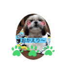 愛犬 シーズー  茶美 4（個別スタンプ：2）