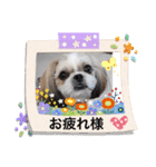 愛犬 シーズー  茶美 4（個別スタンプ：4）