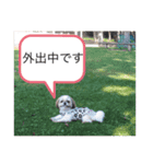 愛犬 シーズー  茶美 4（個別スタンプ：5）