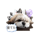 愛犬 シーズー  茶美 4（個別スタンプ：6）