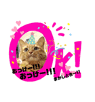 FUKU-HANA-1（個別スタンプ：4）