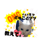 FUKU-HANA-1（個別スタンプ：8）