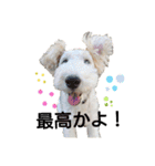 ワイヤーフォックステリアのkiki（個別スタンプ：28）