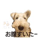 ワイヤーフォックステリアのkiki（個別スタンプ：37）