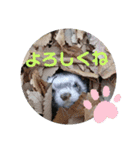 カイルとラムの日常♪（個別スタンプ：11）