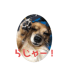 チワックス虎龍（個別スタンプ：4）