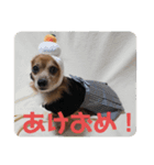 チワックス虎龍（個別スタンプ：7）