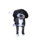 my  cute  pets（個別スタンプ：2）