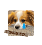 たれみみ、ここたん。（個別スタンプ：1）