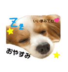 たれみみ、ここたん。（個別スタンプ：2）
