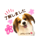 たれみみ、ここたん。（個別スタンプ：3）