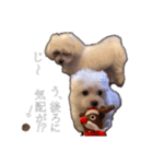 可愛いワンチャンスタンプ ララ＆ココ（個別スタンプ：1）