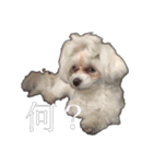 可愛いワンチャンスタンプ ララ＆ココ（個別スタンプ：2）