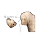 可愛いワンチャンスタンプ ララ＆ココ（個別スタンプ：7）