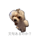 可愛いワンチャンスタンプ ララ＆ココ（個別スタンプ：8）