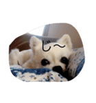 くぅとシナモン（個別スタンプ：4）