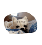 くぅとシナモン（個別スタンプ：5）
