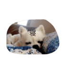 くぅとシナモン（個別スタンプ：6）