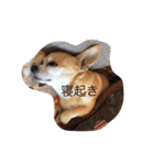 くぅとシナモン（個別スタンプ：13）