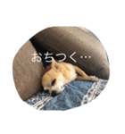 くぅとシナモン（個別スタンプ：14）