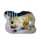 くぅとシナモン（個別スタンプ：15）