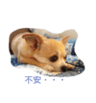 くぅとシナモン（個別スタンプ：18）