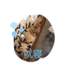 くぅとシナモン（個別スタンプ：22）